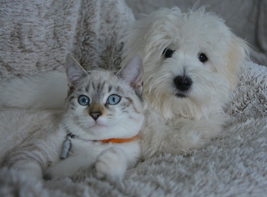 سگ و گربه