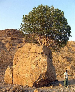 درخت در سنگ