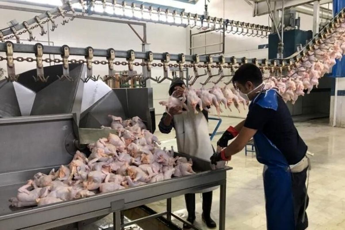 توزیع ۷ هزار تن مرغ در سراسر کشور