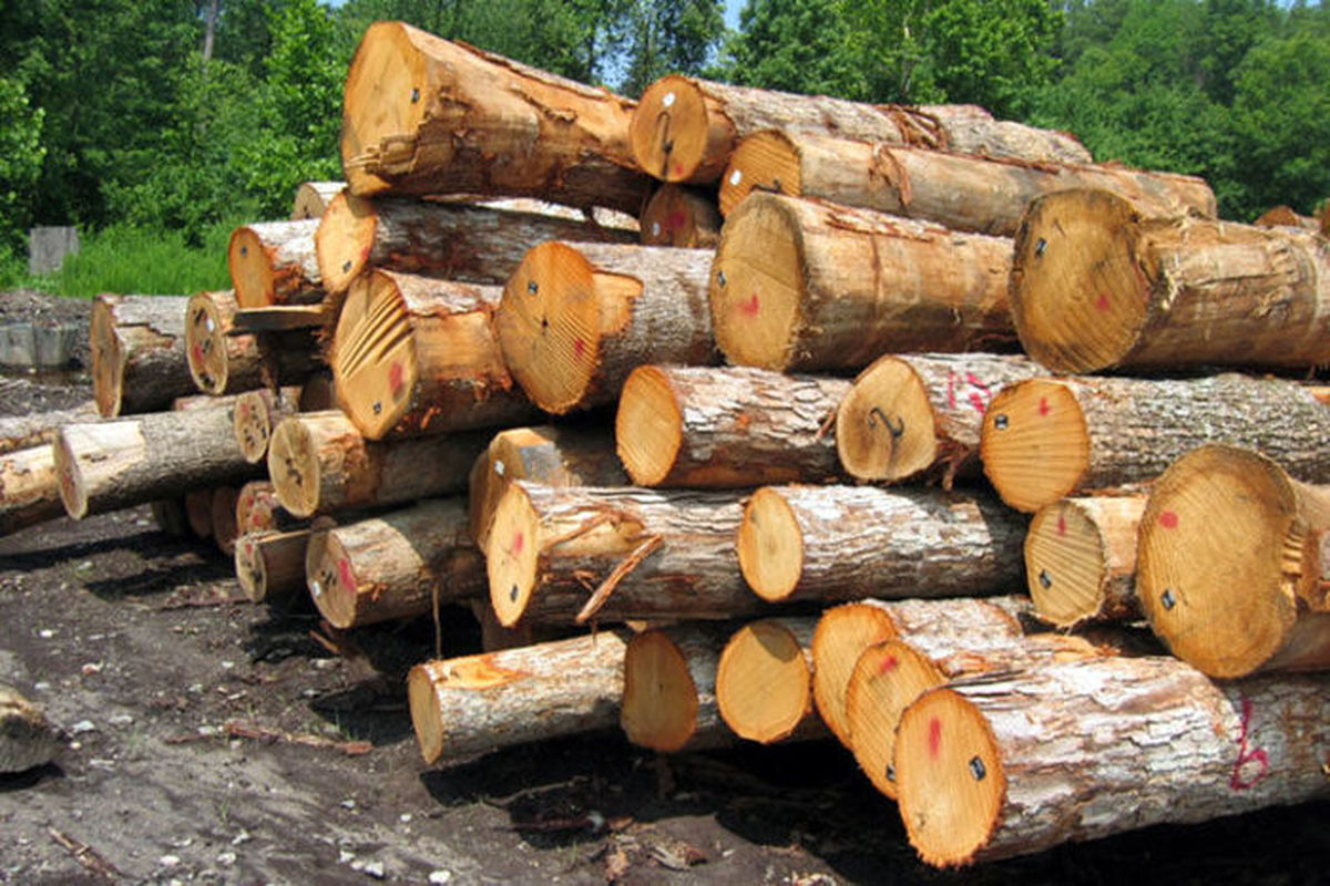کشف بیش از 2 تن چوب جنگلی سور قاچاق در تنکابن 