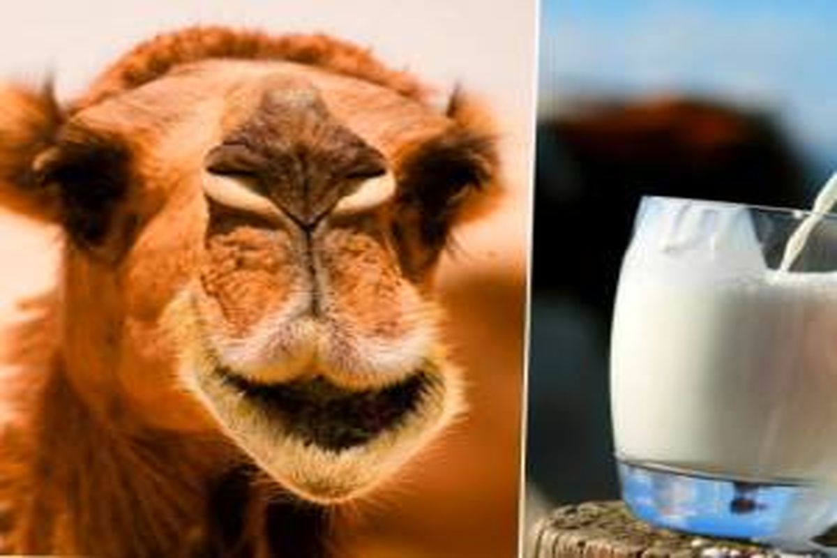 خواص فوق العاده شیر شتر چیست؟