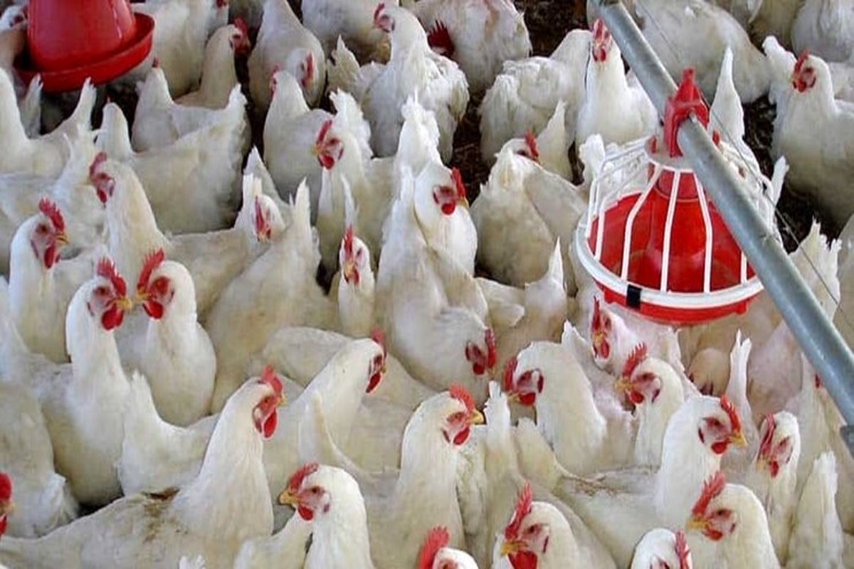 تولید مرغ به اندازه نیاز کشور در حال انجام است / پرداخت تسهیلات جدید به واحدهای مرغداری