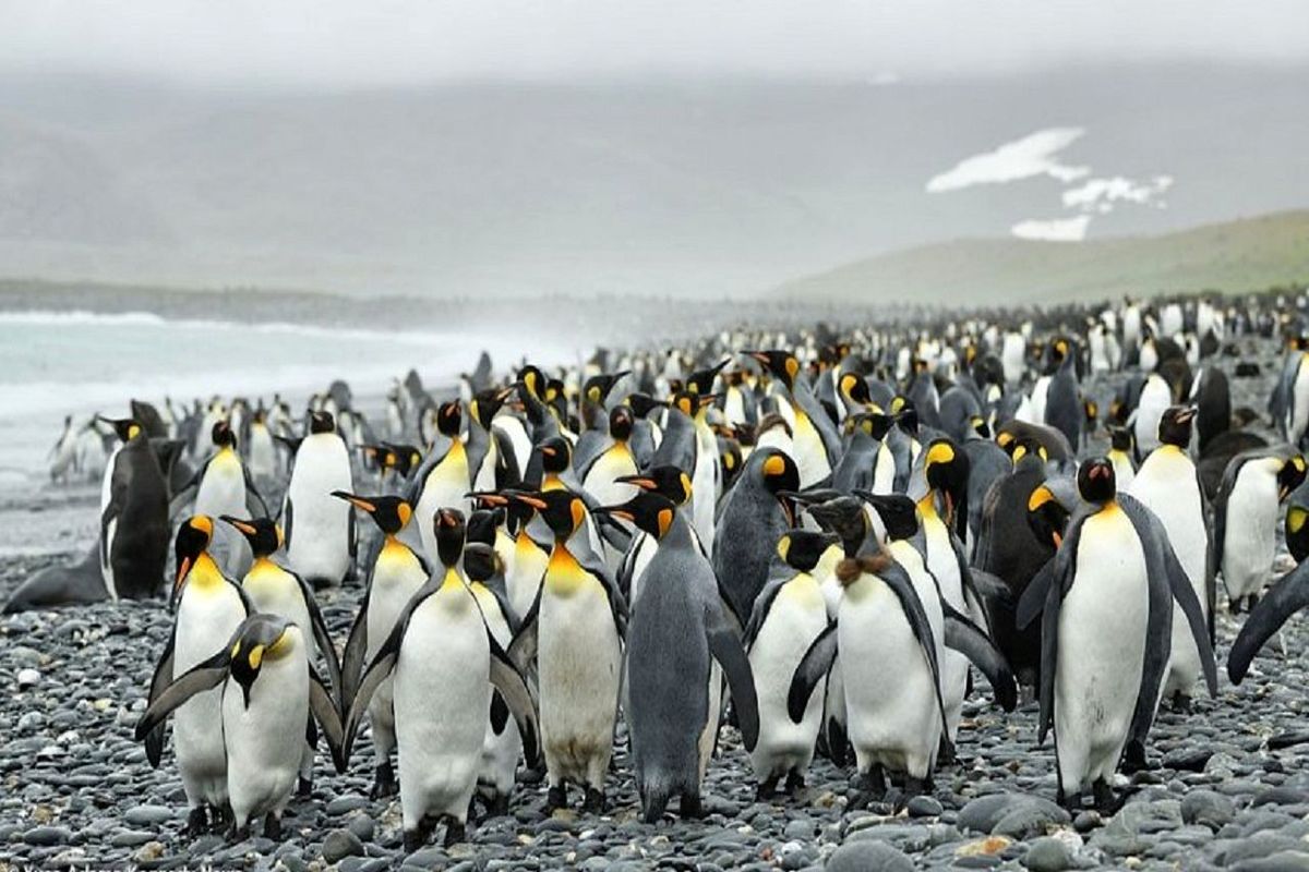 آیا واقعا پنگوئن ها توانایی پرواز دارند؟