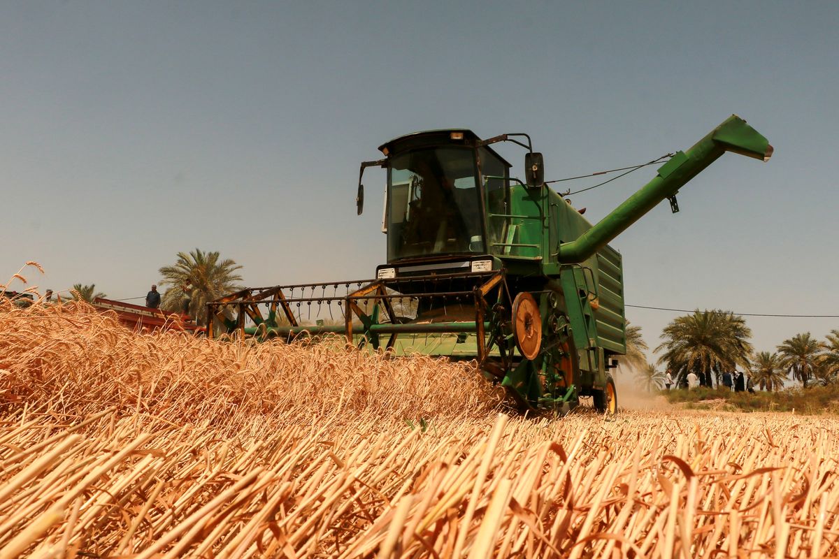 پیش بینی تولید 8 میلیون تن گندم دیم در سال جاری/ گام بلند وزارت کشاورزی دولت سیزدهم برای خودکفایی