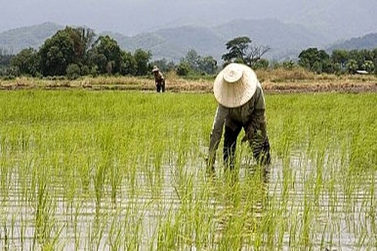 ژاپن از کاشت برنج به سمت کاشت گندم و سویا می‌­رود