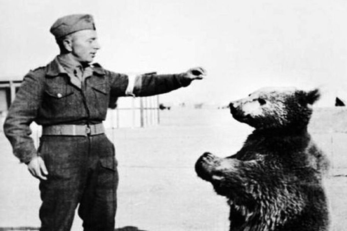 این خرس ایرانی معروف‌ترین سرباز جنگ جهانی دوم بود+عکس