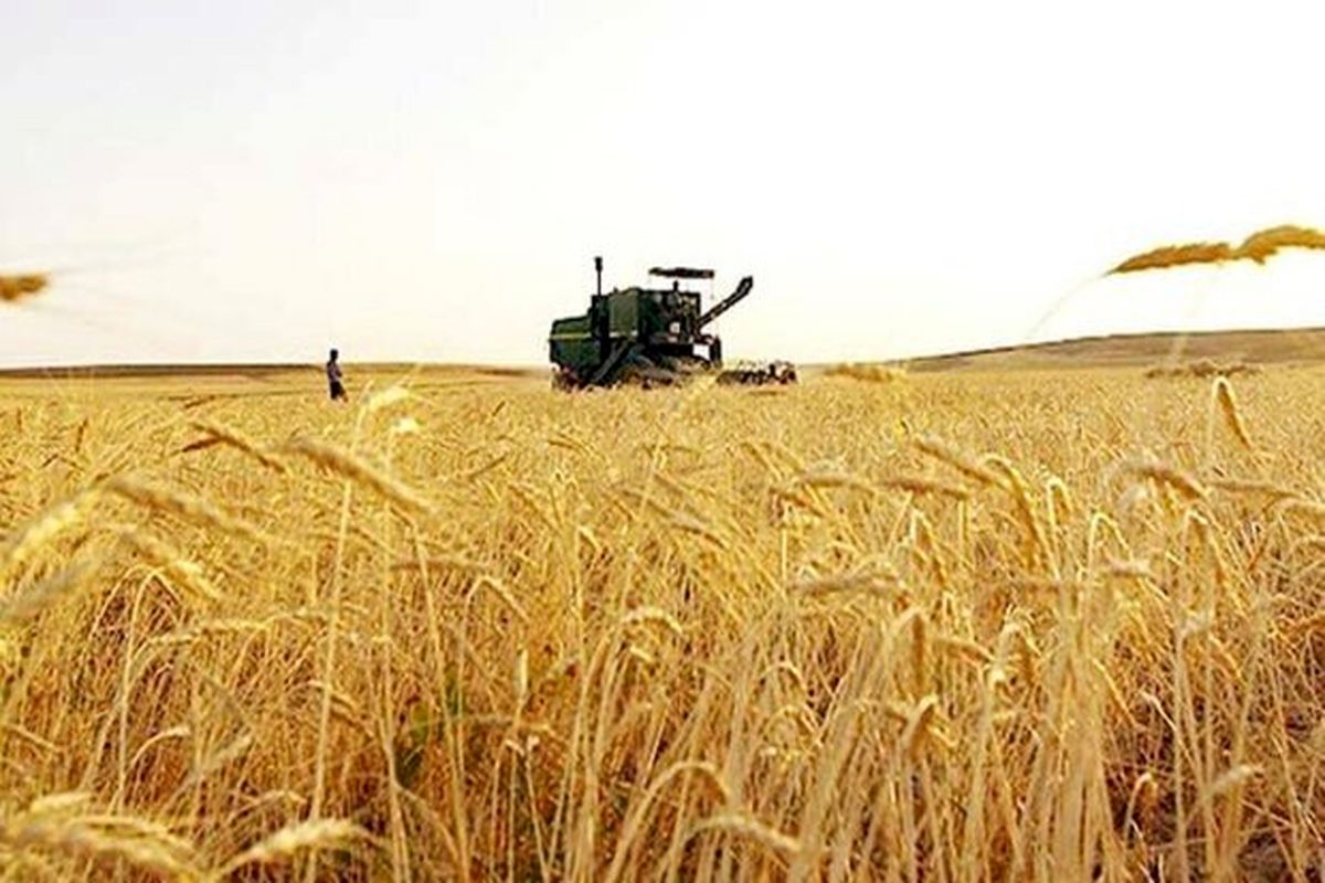 خرید بیش از 174 هزار تن گندم از کشاورزان اردبیلی