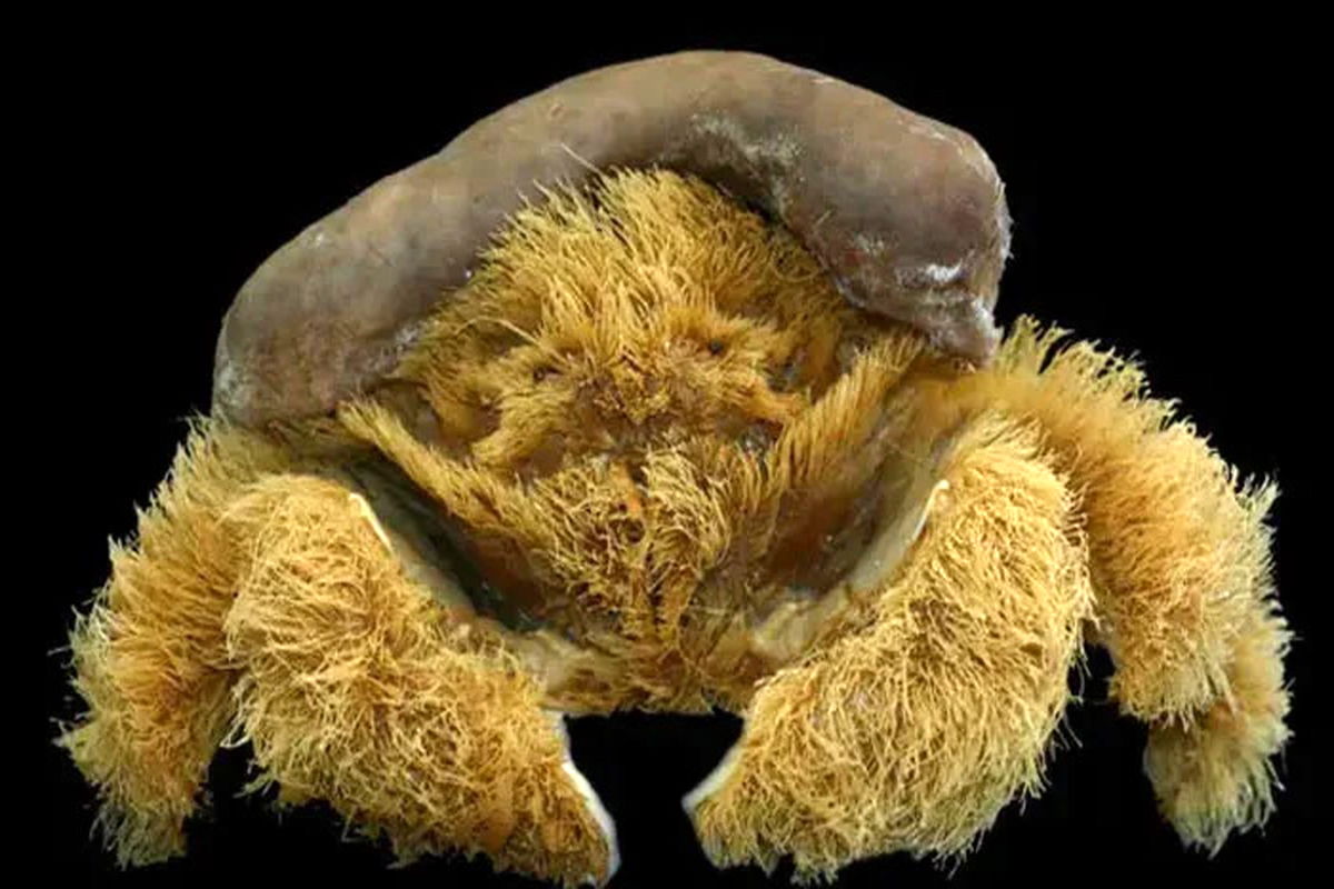 کشف یک گونه عجیب و جدید از خرچنگ+تصاویر