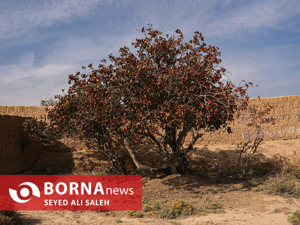 تپه حصار محوطه‌ای باستانی در سه کیلومتری جنوب شرق شهر دامغان در استان سمنان 